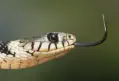 veterinaire specialiste serpent