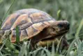 veterinaire specialiste tortue